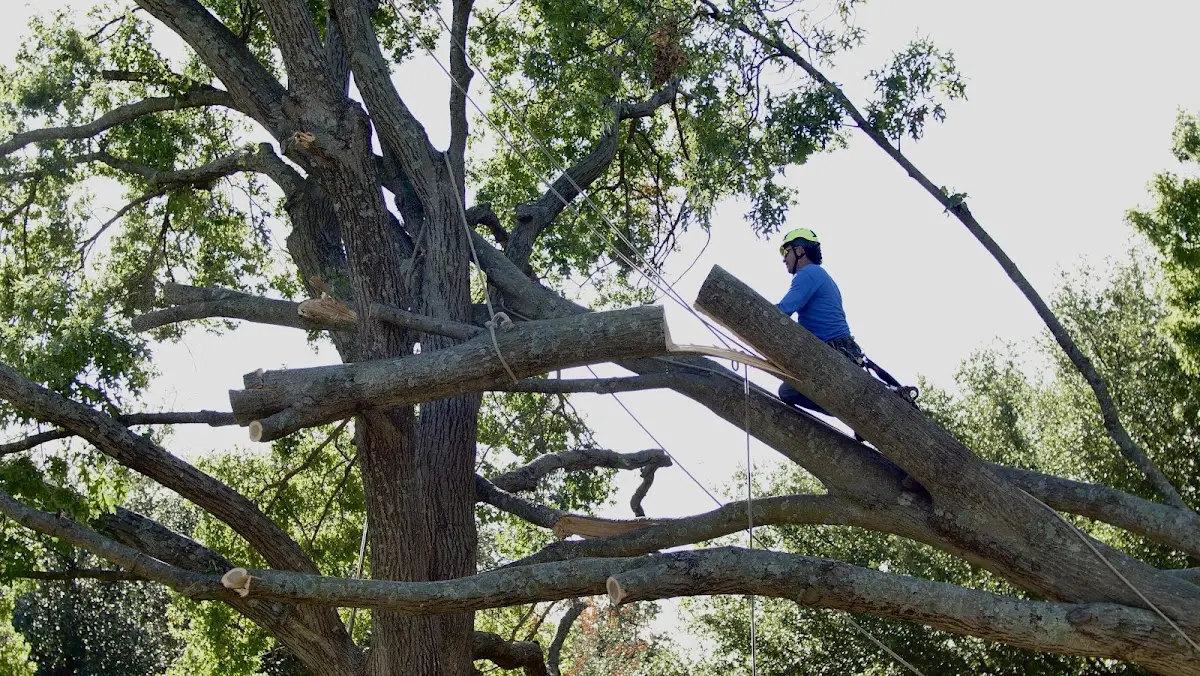 Professional Crown Thinning performed by certified arborists in Crystal Springs