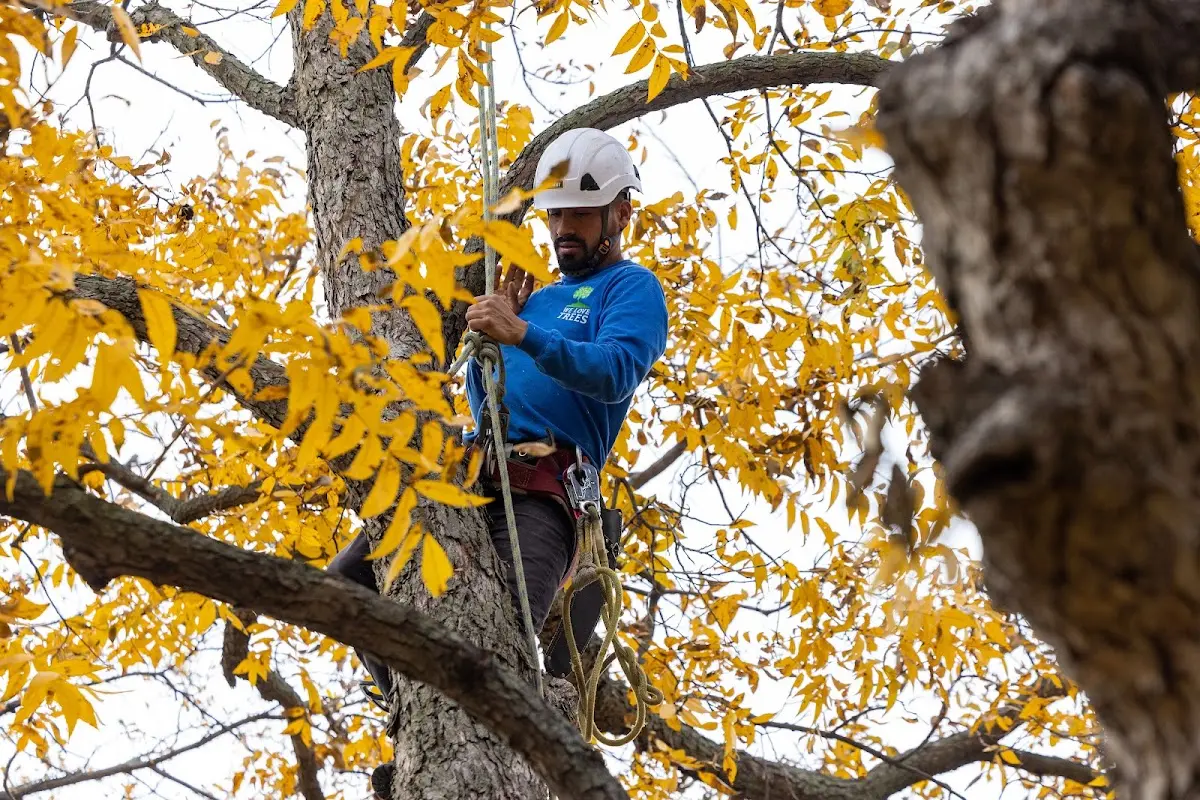 Skilled Storm Damage Cleanup crew working in Crystal Springs