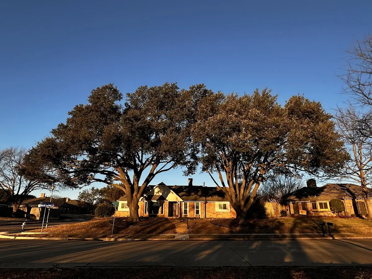 Established residential canopy tree shading a home in Crystal Springs